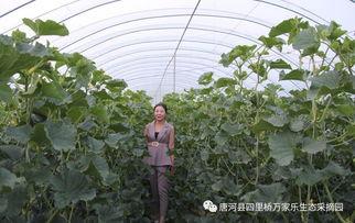 网红吃瓜大集合集,揭秘娱乐圈幕后风云